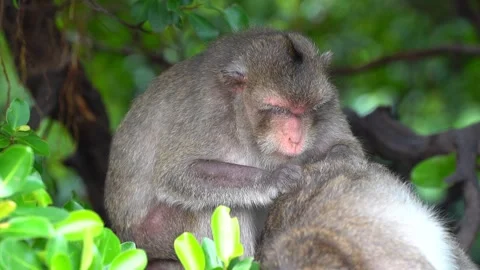 Monkeys on a tree Video stock 289271533