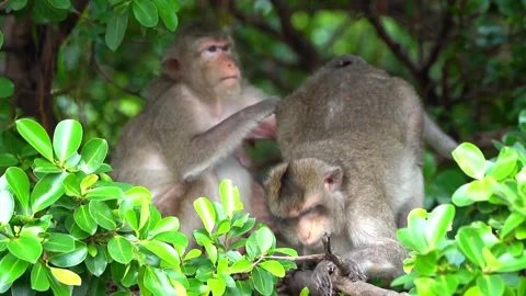 Monkeys on a tree Video stock 289271542