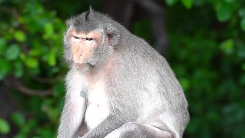 Monkeys on a tree Video stock 289271543