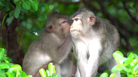 Monkeys on a tree Video stock 289271551