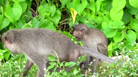 Monkeys on a tree Video stock 289271567