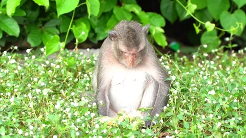 Monkeys on a tree Video stock 289271568