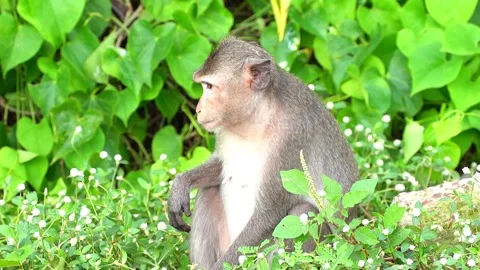 Monkeys on a tree Video stock 289271576