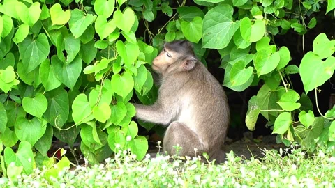 Monkeys on a tree Video stock 289271593