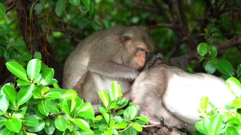 Monkeys on a tree Video stock 289271595