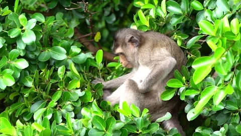 Monkeys on a tree Video stock 289271597