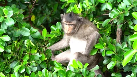 Monkeys on a tree Video stock 289271599