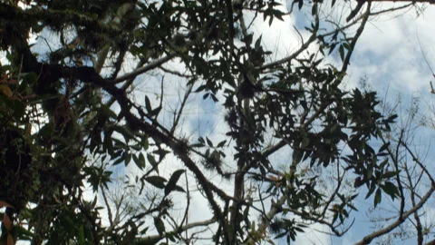 Monkeys on tree jumping over blue sky in Brazilian rainforest 스톡 동영상 209300051