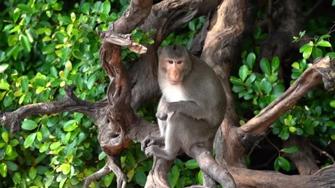 Monkeys on a tree, Long-tailed Macaque, The crab-eating macaque Video stock 289271605