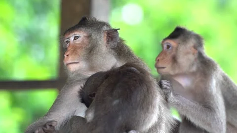 Monkeys on a tree, Long-tailed Macaque, The crab-eating macaque Video stock 289271637