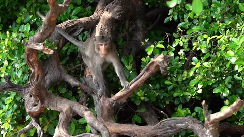 Monkeys on a tree, Long-tailed Macaque, The crab-eating macaque Video stock 289271640