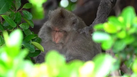 Monkeys on a tree, Long-tailed Macaque, The crab-eating macaque Video stock 289271644