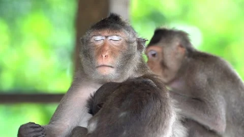 Monkeys on a tree, Long-tailed Macaque, The crab-eating macaque Video stock 289271646