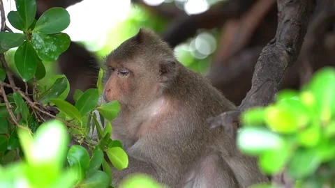Monkeys on a tree, Long-tailed Macaque, The crab-eating macaque Video stock 289271653