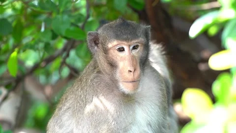 Monkeys on a tree, Long-tailed Macaque, The crab-eating macaque Video stock 289271669