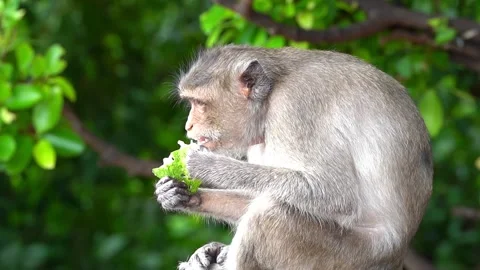 Monkeys on a tree, Long-tailed Macaque, The crab-eating macaque Video stock 289271671