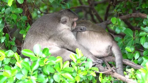 Monkeys on a tree, Long-tailed Macaque, The crab-eating macaque Video stock 289271675