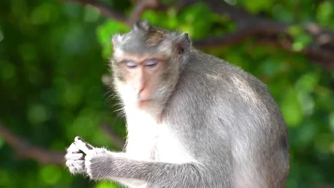 Monkeys on a tree, Long-tailed Macaque, The crab-eating macaque Video stock 289271682