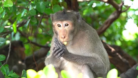 Monkeys on a tree, Long-tailed Macaque, The crab-eating macaque Stock Footage 289271695