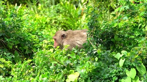 Monkeys on a tree, Long-tailed Macaque, The crab-eating macaque Video stock 289271710
