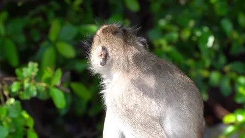 Monkeys on a tree, Long-tailed Macaque, The crab-eating macaque Stock Footage 289271719