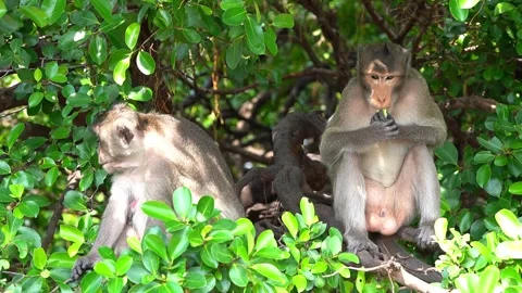 Monkeys on a tree, Long-tailed Macaque, The crab-eating macaque Stock Footage 289271723