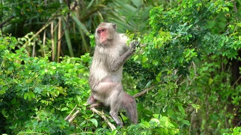Monkeys on a tree, Long-tailed Macaque, The crab-eating macaque Video stock 289271726