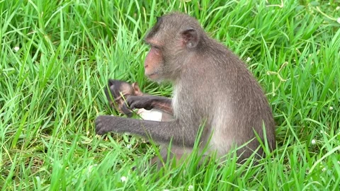 Monkeys on a tree, Long-tailed Macaque, The crab-eating macaque Video stock 289271733