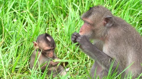 Monkeys on a tree, Long-tailed Macaque, The crab-eating macaque Video stock 289271738