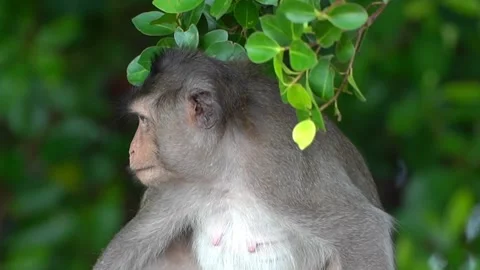 Monkeys on a tree, Long-tailed Macaque, The crab-eating macaque Video stock 289271752