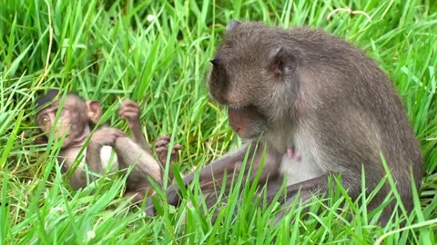 Monkeys on a tree, Long-tailed Macaque, The crab-eating macaque Video stock 289271754