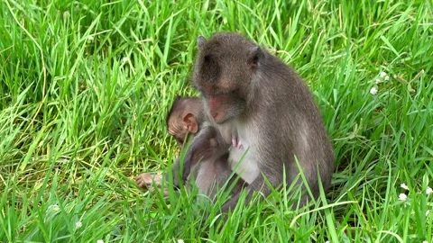 Monkeys on a tree, Long-tailed Macaque, The crab-eating macaque Video stock 289271756