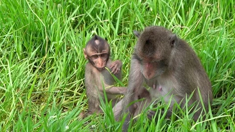 Monkeys on a tree, Long-tailed Macaque, The crab-eating macaque Stock Footage 289271764