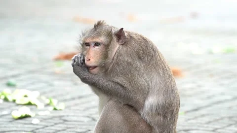 Monkeys on a tree, Long-tailed Macaque, The crab-eating macaque Video stock 289271765
