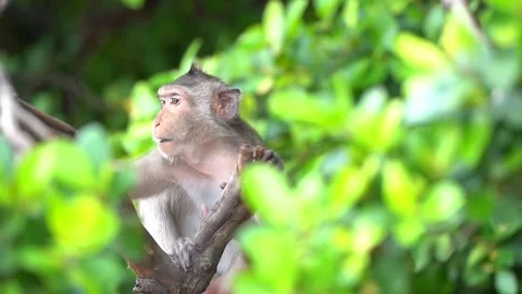Monkeys on a tree, Long-tailed Macaque, The crab-eating macaque Video stock 289271768
