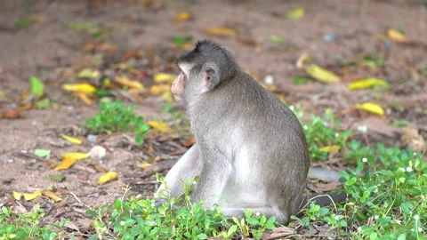 Monkeys on a tree, Long-tailed Macaque, The crab-eating macaque Stock Footage 289271772