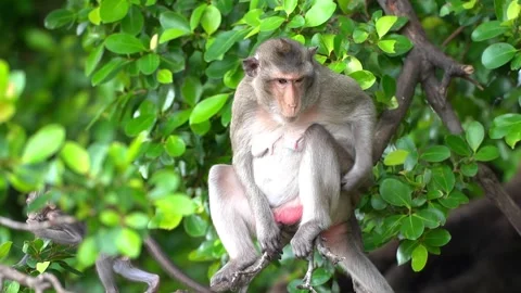 Monkeys on a tree, Long-tailed Macaque, The crab-eating macaque Stock Footage 289271775