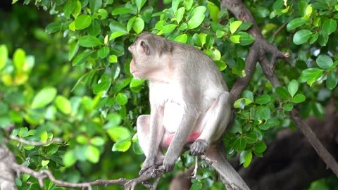 Monkeys on a tree, Long-tailed Macaque, The crab-eating macaque Video stock 289271808