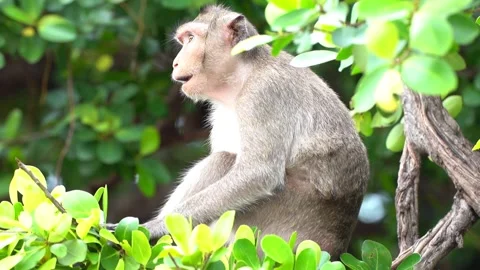 Monkeys on a tree, Long-tailed Macaque, The crab-eating macaque Video stock 289271810