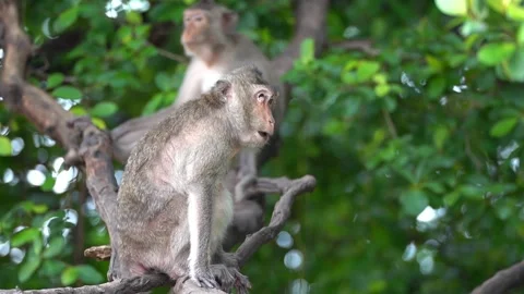 Monkeys on a tree, Long-tailed Macaque, The crab-eating macaque Stock Footage 289271813