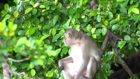 Monkeys on a tree, Long-tailed Macaque, The crab-eating macaque Stock Footage 289271818