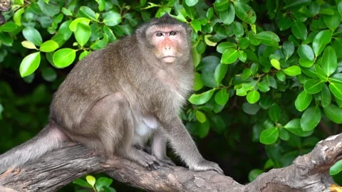 Monkeys on a tree, Long-tailed Macaque, The crab-eating macaque Video stock 289271834
