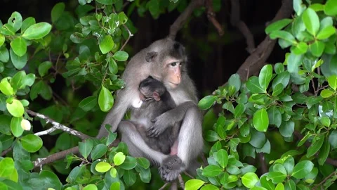 Monkeys on a tree, Long-tailed Macaque, The crab-eating macaque Stock Footage 289271836