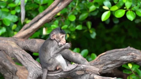 Monkeys on a tree, Long-tailed Macaque, The crab-eating macaque Video stock 289271869