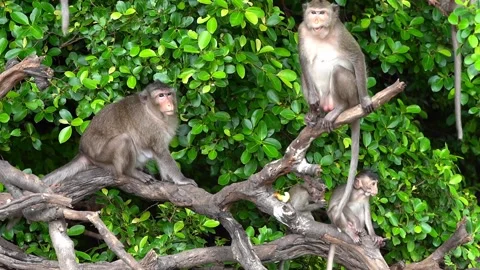 Monkeys on a tree, Long-tailed Macaque, The crab-eating macaque Stock Footage 289271874