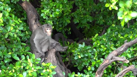 Monkeys on a tree, Long-tailed Macaque, The crab-eating macaque Stock Footage 289271875