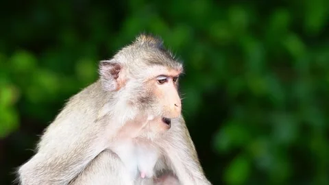 Monkeys on a tree, Long-tailed Macaque, The crab-eating macaque Stock Footage 289271899