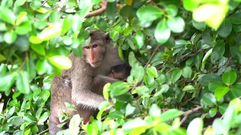 Monkeys on a tree, Long-tailed Macaque, The crab-eating macaque Stock Footage 289271901
