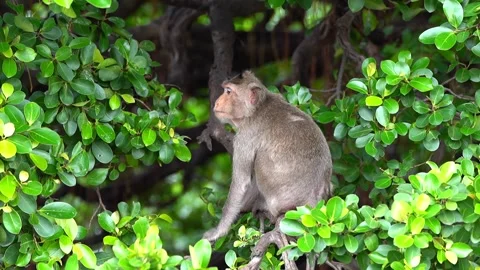 Monkeys on a tree, Long-tailed Macaque, The crab-eating macaque Video stock 289271917