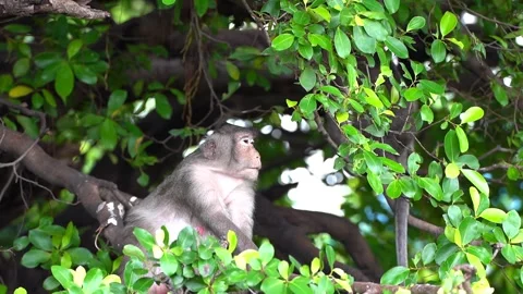 Monkeys on a tree, Long-tailed Macaque, The crab-eating macaque Stock Footage 289271922